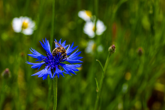Chaber bławatek (Centaurea cyanus L.) białasy, głowacz, jasieniec, kardy, kwiatek wołoszek, macoszka, modrak, modrzeńczyk, samosiejka, wasilek, wawer.