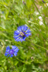 Chaber bławatek (Centaurea cyanus L.) białasy, głowacz, jasieniec, kardy, kwiatek wołoszek, macoszka, modrak, modrzeńczyk, samosiejka, wasilek, wawer.