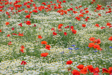 Mak (Papaver L.), rodzaj z rodziny makowatych - Papaveraceae Juss., obejmuje ponad 100 przeważnie...