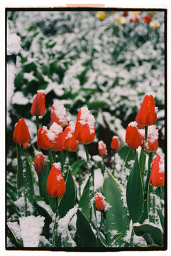 Tulips in the snow.
