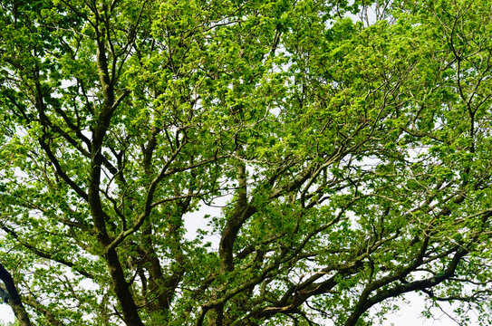 Green tree leaves
