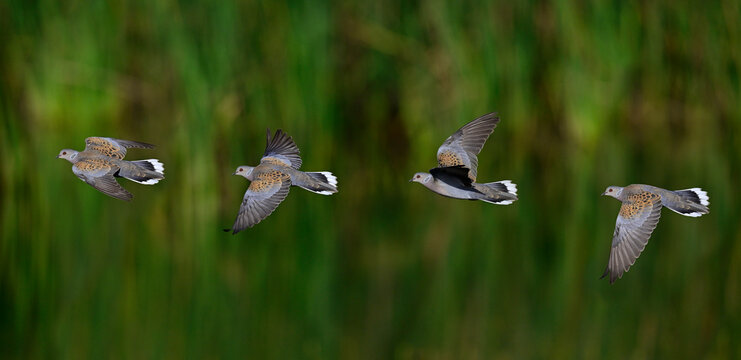 fliegende Turteltaube // flying European turtle dove (Streptopelia turtur)