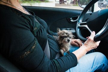 Senior woman driving with small dog