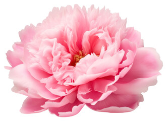 Fototapeta premium PNG Peony blossom flower dahlia.