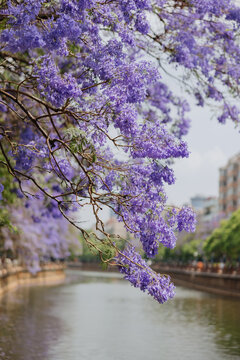 Jacaranda Flowers by Riverside