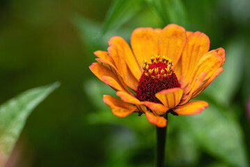 Orange zinnia flower on blurred green background.