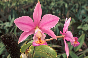 Orchid, Cattleya Nobilis. Petrópolis, RJ, Brazil, 2022