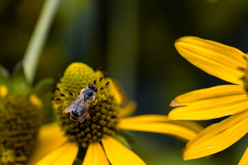 bee on yellow flower