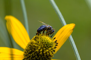 bee on flower
