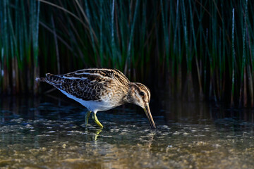 Bekassine im Abendlicht // Common snipe in the evening light (Gallinago gallinago)