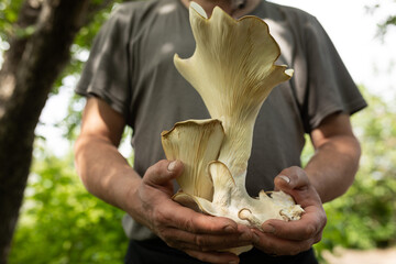 big mushroom in male hands