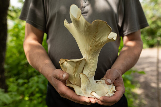 very large boletus mushrooms in the hands of a farmer