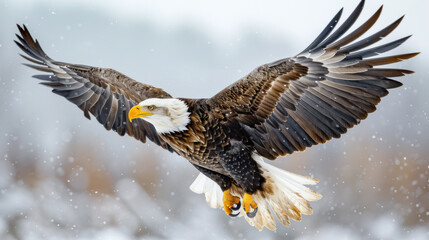 Soaring Bald Eagle with Spread Wings: Stunning High-Resolution Nature Photography