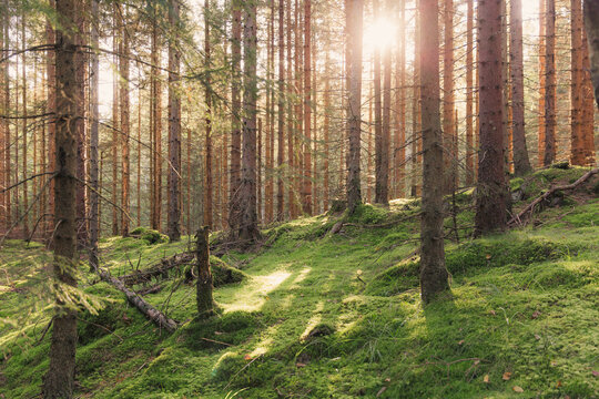 Nordmarka, the woods surrounding Oslo