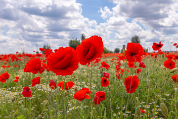 Mak (Papaver L.), rodzaj z rodziny makowatych - Papaveraceae Juss., obejmuje ponad 100 przeważnie jednorocznych gatunków, rodzimych w umiarkowanej i chłodnej strefie półkuli północnej. © Jarekfoto