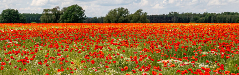 Mak (Papaver L.), rodzaj z rodziny makowatych - Papaveraceae Juss., obejmuje ponad 100 przeważnie...