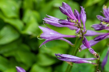 Flowers of a Hosta minor