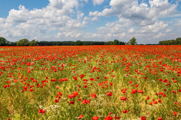 Mak (Papaver L.), rodzaj z rodziny makowatych - Papaveraceae Juss., obejmuje ponad 100 przeważnie jednorocznych gatunków, rodzimych w umiarkowanej i chłodnej strefie półkuli północnej.