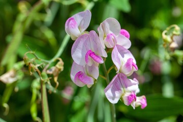 Flowers of the vetch Lathyrus heterophyllus