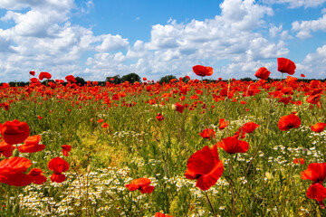 Fototapeta premium Mak (Papaver L.), rodzaj z rodziny makowatych - Papaveraceae Juss., obejmuje ponad 100 przeważnie jednorocznych gatunków, rodzimych w umiarkowanej i chłodnej strefie półkuli północnej.
