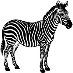 Zebra vector silhouette on white background
