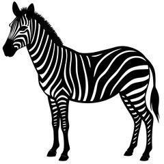 Zebra vector silhouette on white background
