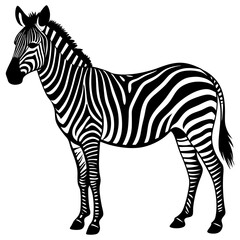 Zebra vector silhouette on white background