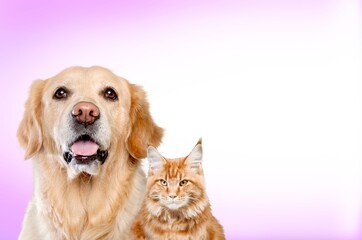 Portrait of a pretty dog  and cat posing together