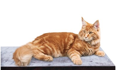 Funny cheerful cute cat posing