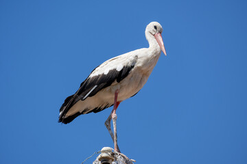 White stork on an electric pole on a background of beautiful cloudy sky