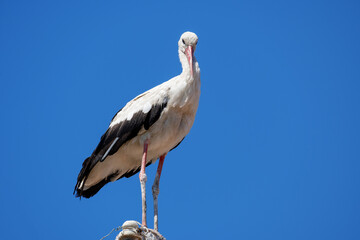 White stork on an electric pole on a background of beautiful cloudy sky