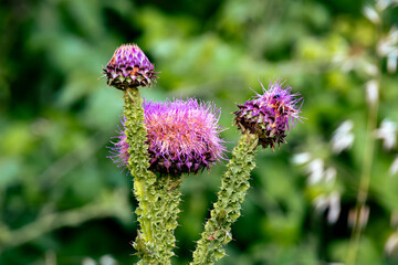 Close-up of Purple Thistle Flowers in Full Bloom. Thistle plant with its perfect colors