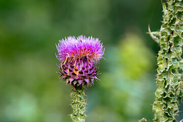 Close-up of Purple Thistle Flowers in Full Bloom. Thistle plant with its perfect colors