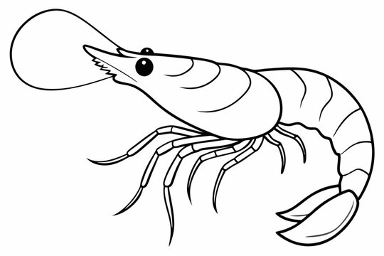 recommend clip art: shrimp line art vector , shrimp icon vector, Sea lobster	
                    