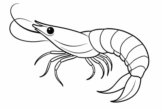 recommend clip art: shrimp line art vector , shrimp icon vector, Sea lobster	
                    