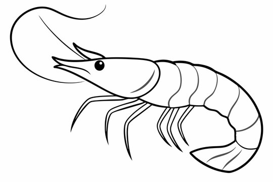 recommend clip art: shrimp line art vector , shrimp icon vector, Sea lobster	
                    