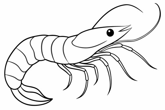 recommend clip art: shrimp line art vector , shrimp icon vector, Sea lobster	
                    