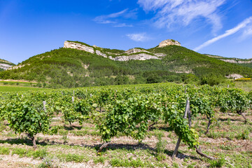 Vineyards in french countryside, Drome, Clairette de Die wine. Vineyard landscape in the Diois. Grand Barry-Gaudichart Ridges in background. Paysage viticole. Vignoble de France.