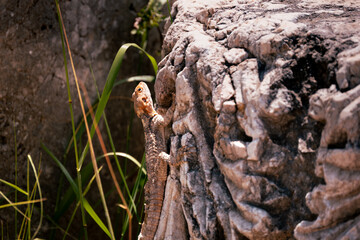 lizard climbing on ancient stone column in natural setting. Selective focus, close up.
