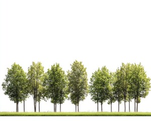 City Treeline. Very High Definition Isolated Tree Line on White Background