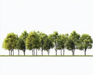 City Treeline. High Definition Tree Line Isolated on White Background