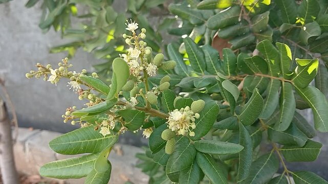 close up of longan plant (dimocarpus longan) in the garden