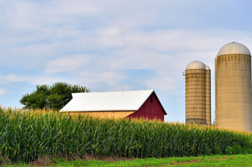 A barn and silos paritally obscured from view by a maturing corn crop on a farm in north cnetral...