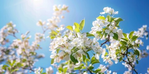 Flowering Apple Tree Against Blue Sky with Soft Focus Old Tree in Blossom during Spring Season in Nature