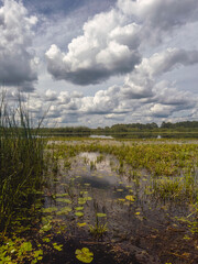developed bog lake, swampy meadows and bogs wonderful cumulus clouds