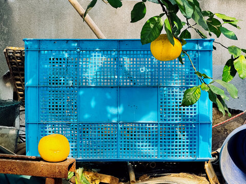 Yellow Pomelos and Blue Crate