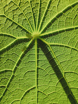 Close-Up of Green Leaf Veins with Aphids