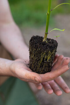 plant seedling in the gardener's hand