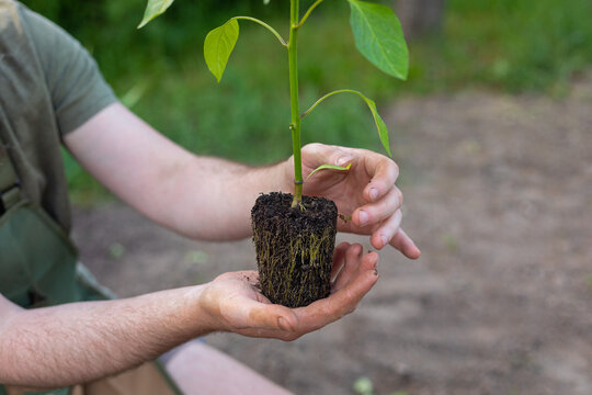plant seedling in the hands of a man