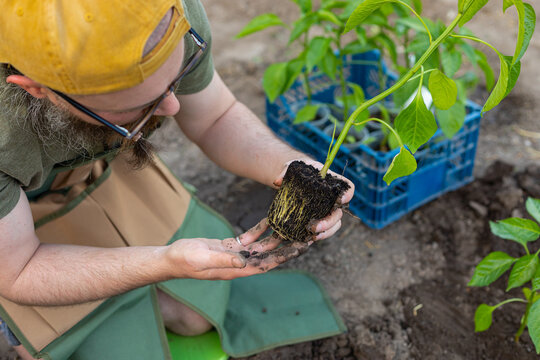 plant seedling in the hand of a farmer